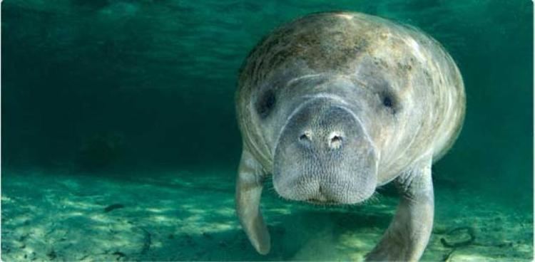 Manatee Master Naturalist Guided Manatee and Dolphin Nature Kayak Tours