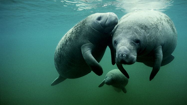 Manatee West Indian Manatee