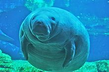 Manatee httpsuploadwikimediaorgwikipediacommonsthu