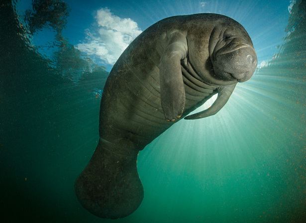 Manatee Manatees