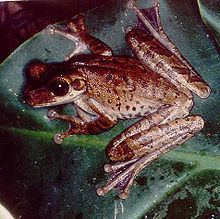 Manaus slender-legged tree frog httpsuploadwikimediaorgwikipediacommonsthu