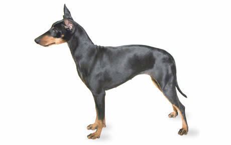 Manchester Terrier Manchester Terrier Dog Breed Information Pictures Characteristics