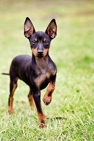 Manchester Terrier American Manchester Terrier Club Home