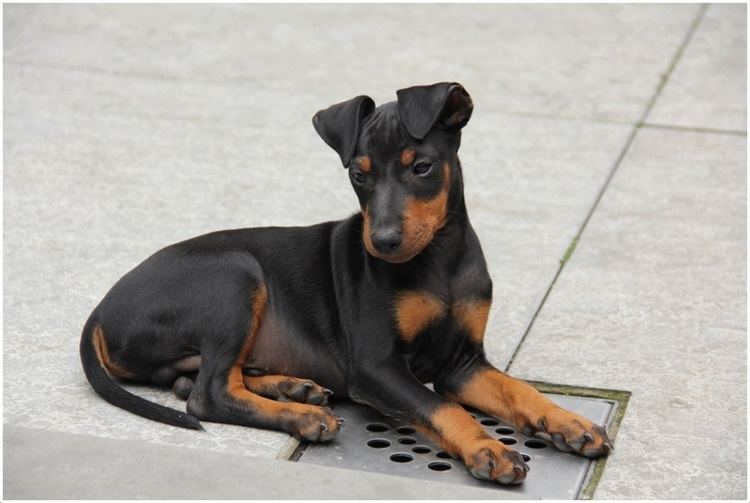 Manchester Terrier Manchester Terrier Toy Puppies Pictures Facts Info Breeders