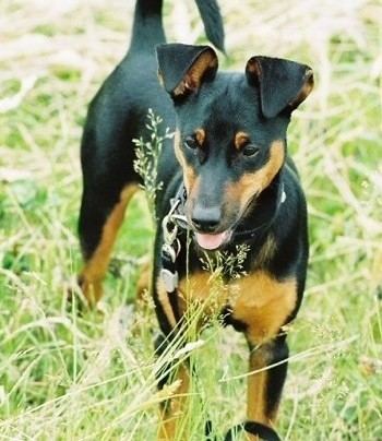 Manchester Terrier Manchester Terrier Dog Breed Information and Pictures