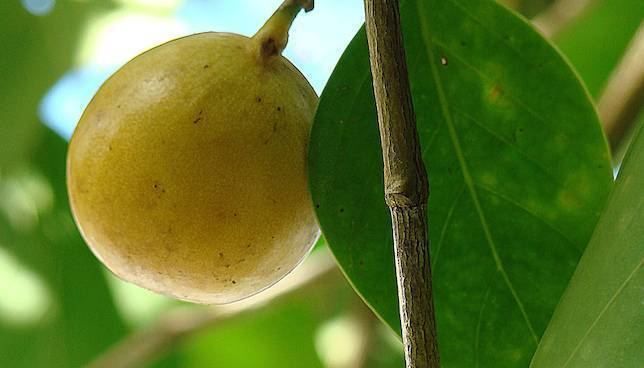 Manchineel Why manchineel might be Earth39s most dangerous tree MNN Mother