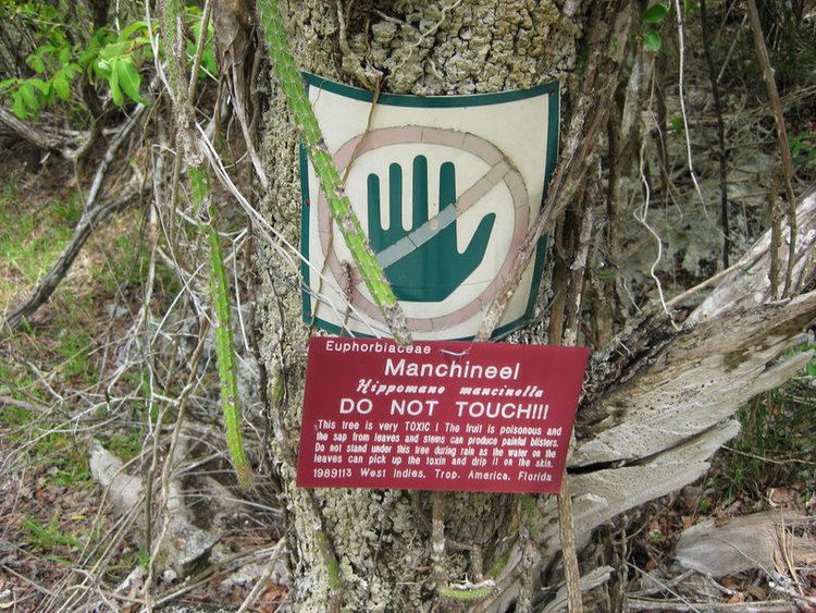 Manchineel Do Not Eat Touch Or Even Inhale the Air Around the Manchineel Tree