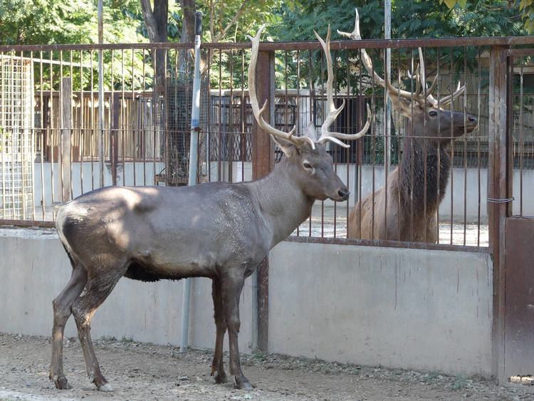 Manchurian wapiti Sichuan wapiti and Manchurian wapiti ZooChat