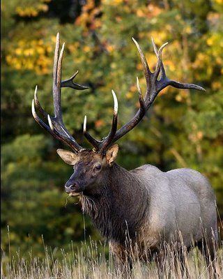 Manchurian wapiti Manchurian wapiti Cervus canadensis xanthopygus is a subspecies of