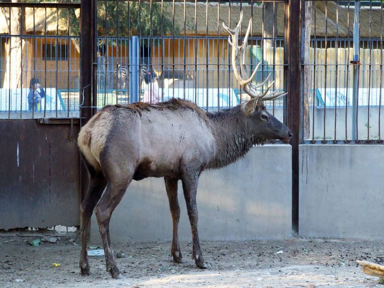 Manchurian wapiti Manchurian wapiti Cervus canadensis xanthopygus ZooChat