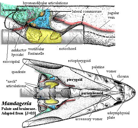 Mandageria Palaeos Vertebrates Sarcopterygii Osteolepiformes 2