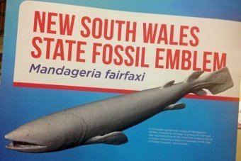 Mandageria Sharpfanged fish fossil Mandageria Fairfaxi becomes New South Wales