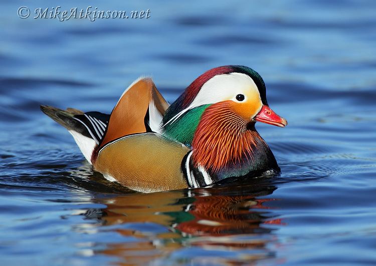 Mandarin duck Mike Atkinson Bird Photography