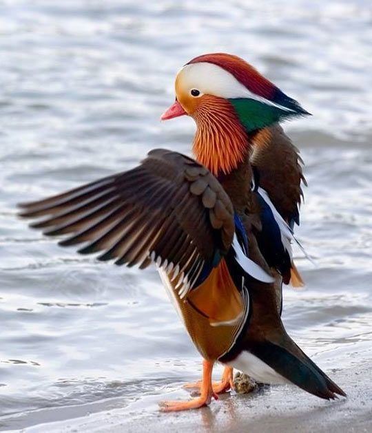 Mandarin duck 1000 ideas about Mandarin Duck on Pinterest Beautiful birds