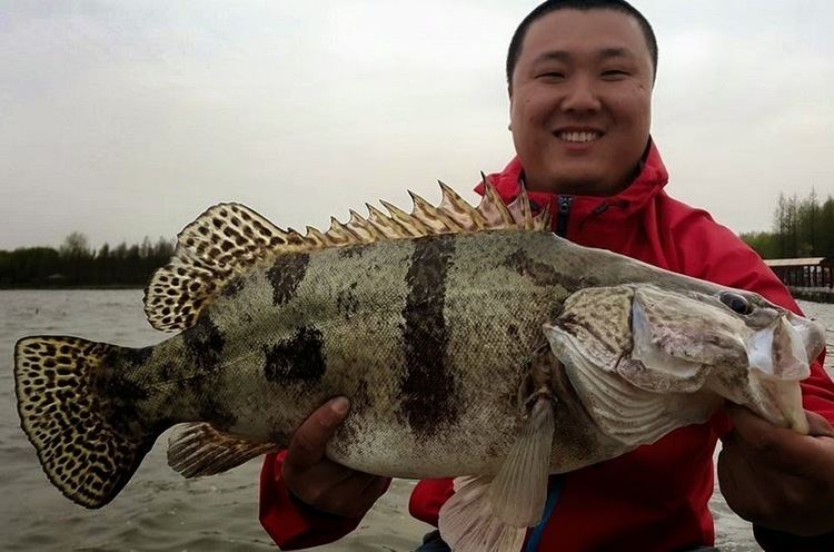 Mandarin fish Big Fishes of the World PERCH CHINESE Siniperca chuatsi