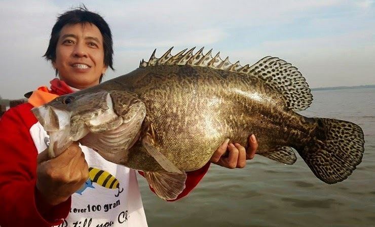 Mandarin fish Big Fishes of the World PERCH CHINESE Siniperca chuatsi