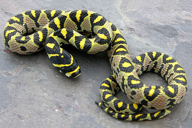 Mandarin rat snake Mandarin Rat Snake Facts and Pictures Reptile Fact