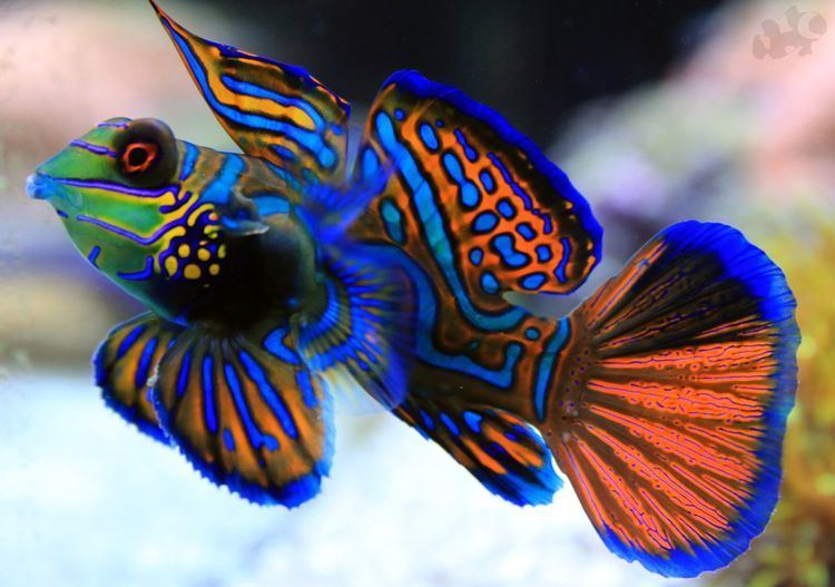 Mandarinfish Mandarin Fish dragonet Animaux Pinterest Colorful fish