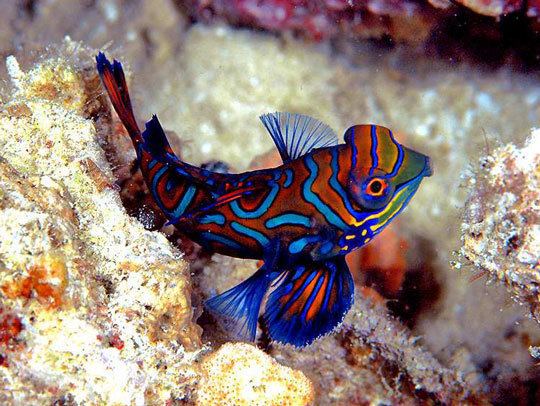Mandarinfish Creature Feature Diving with Mandarinfish