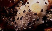 Mandela's nudibranch httpsuploadwikimediaorgwikipediacommonsthu