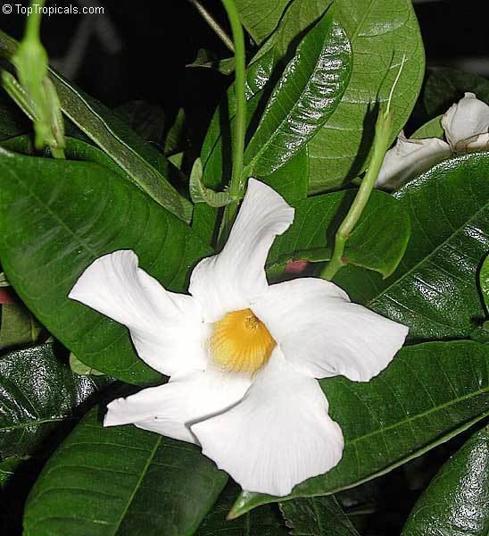 Mandevilla boliviensis Dipladenia Sanderi Blooms Related Keywords Dipladenia Sanderi