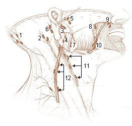 Mandibular lymph node