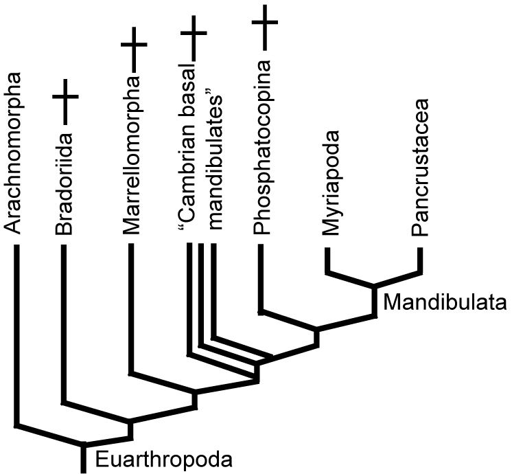 Mandibulata GEOL 331 Principles of Paleontology