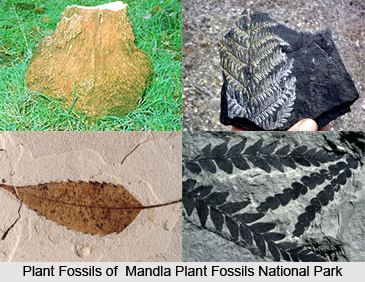 Mandla Plant Fossils National Park wwwindianetzonecomphotosgallery77MandlaPlan