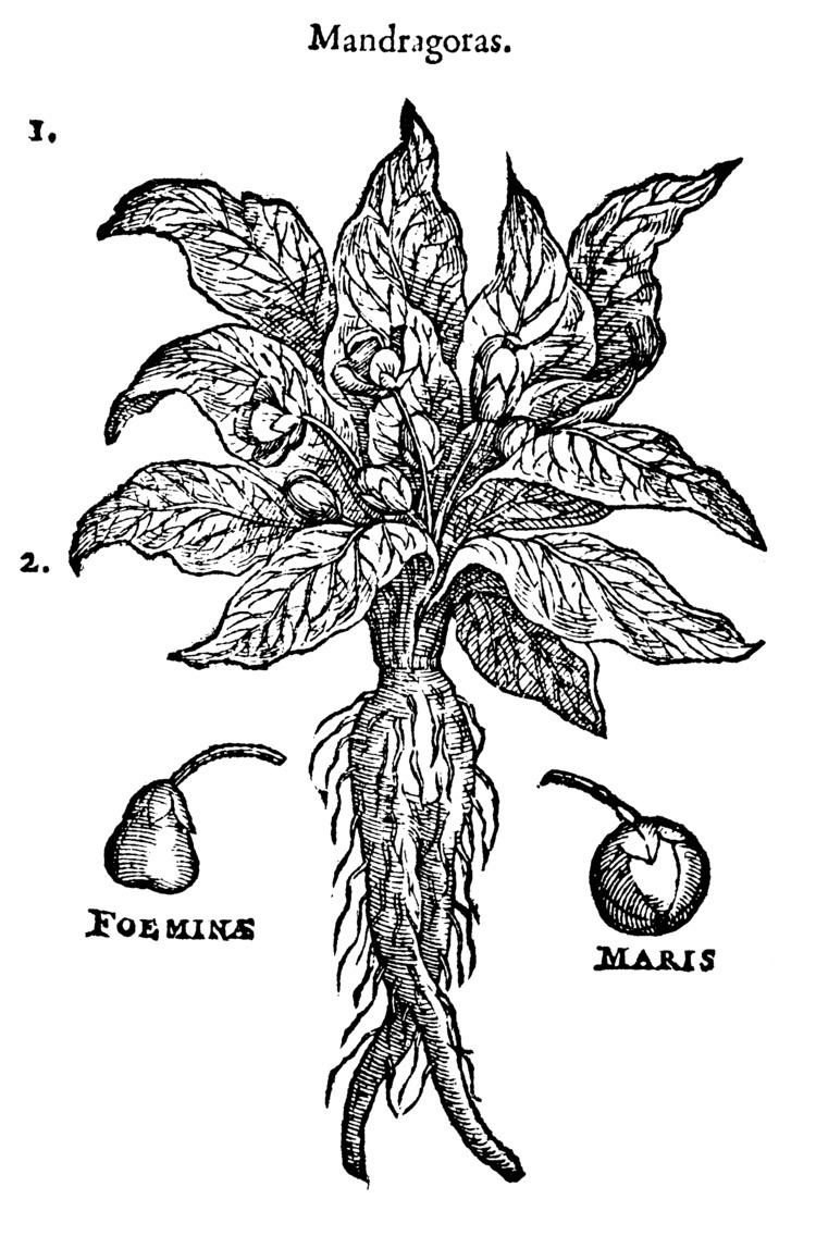 Mandrake Mandrake Wikipedia