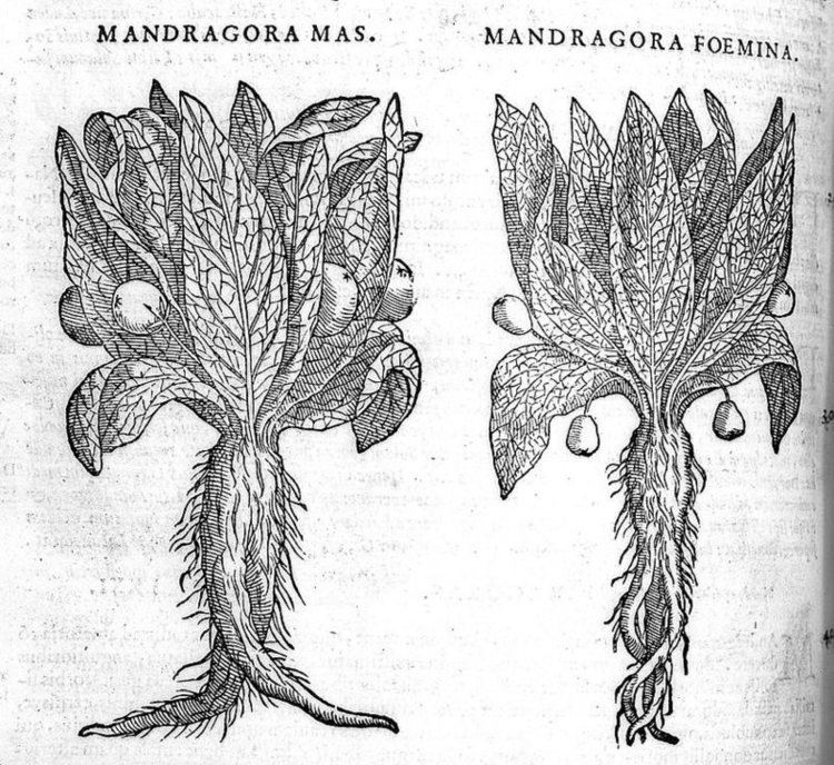 Mandrake The History and Uses of the Magical Mandrake According to Modern