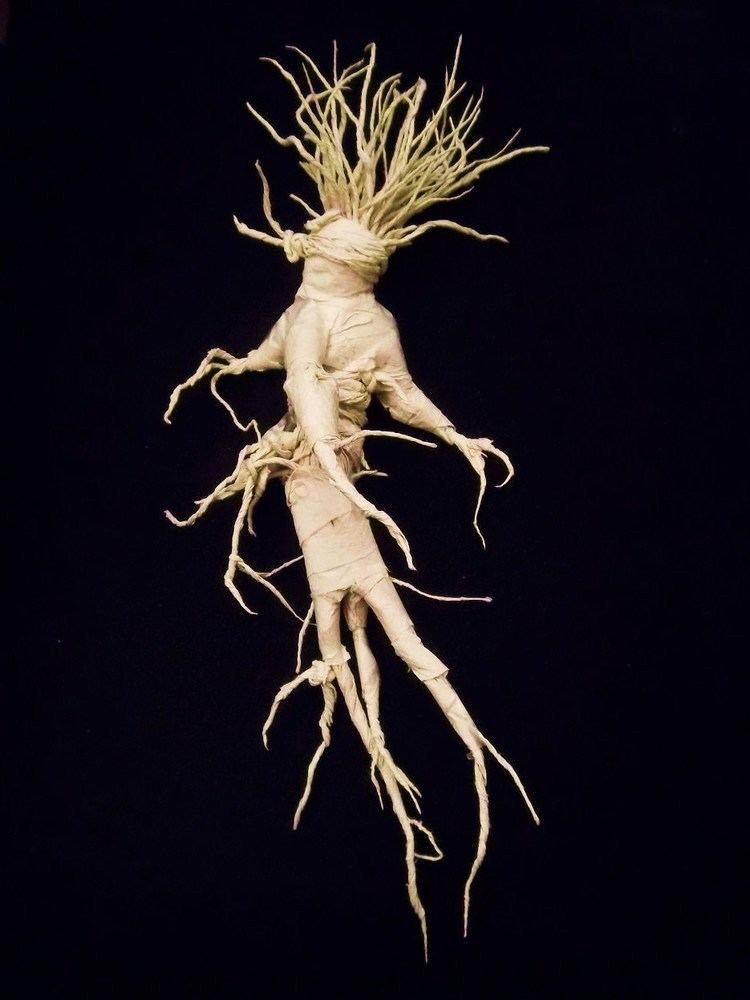 Mandrake 1000 images about Mandrake on Pinterest The plant Medieval and Wicca