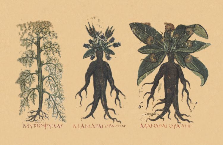 Mandrake Do Mandrakes Scream Exploring the crosscultural work of plant