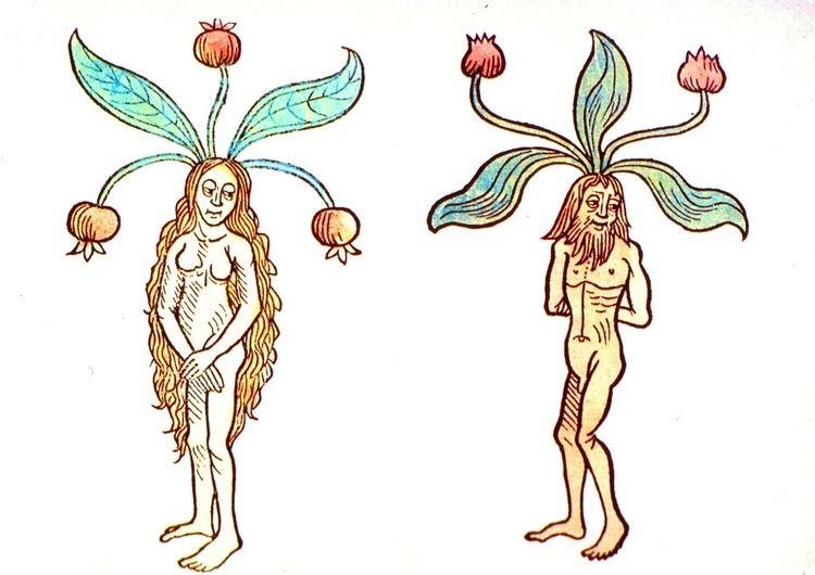 Mandrake The Secrets of Spices A Compendium of Botanical and Culinary Lore