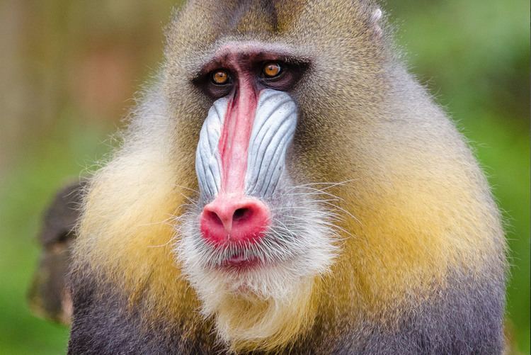 Mandrill MailChimp Takes Back Mandrill What It Means For Users iWeb