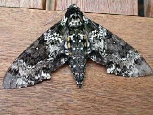 Manduca rustica Manduca rustica Rustic Sphinx Moth Discover Life mobile