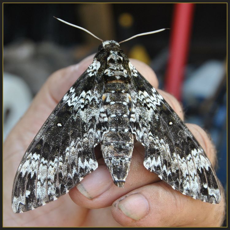 Manduca rustica The Mother of all Moths Rustic Sphinx moth Manduca rust Flickr