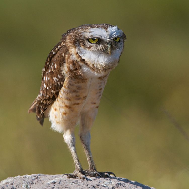 Maned owl Brazil Sean Crane Photography