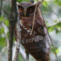 Maned owl Maned Owl Jubula lettii Information Pictures The Owl Pages