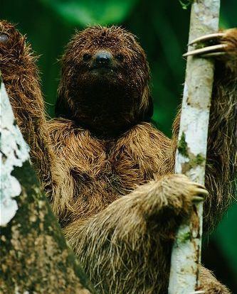 Maned sloth Maned Threetoed Sloth