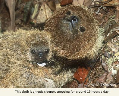Maned sloth EDGE Mammal Species Information