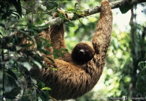 Maned sloth Bradypus torquatus Brazilian Threetoed Sloth Maned Sloth Maned