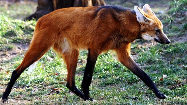 Maned wolf 1000 images about Maned Wolf on Pinterest The long Wolves and A deer