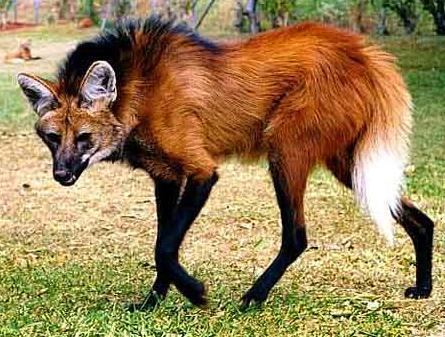Maned wolf 1000 ideas about Maned Wolf on Pinterest Unique animals Wolves