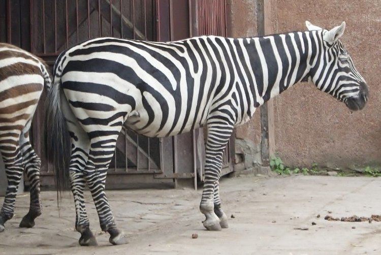 Maneless zebra Maneless zebra by Nesihonsu on DeviantArt
