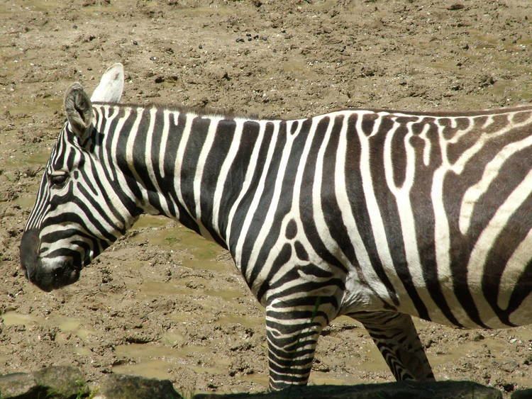 Maneless zebra Maneless Zebra at Zlin 280510 ZooChat