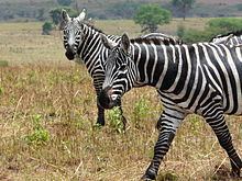 Maneless zebra Maneless zebra Wikipedia