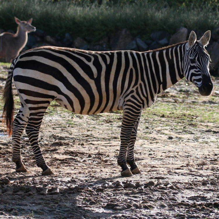 Maneless zebra wwwanimalphotosmemamm4zebpln2filesmaneless2jpg