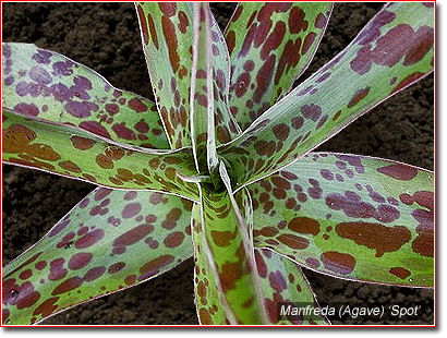 Manfreda Manfreda Agave 39Spot39 sequim rare plants