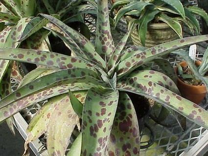 Manfreda maculosa Manfreda maculosa Glasshouse Works