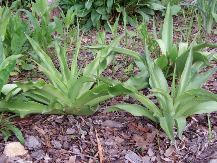 Manfreda virginica Manfreda virginica Agave Virginica American Aloe Seed amp Plants